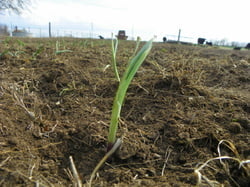 Serenity Farm photo 14