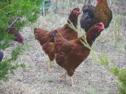 Serenity Farm photo 8